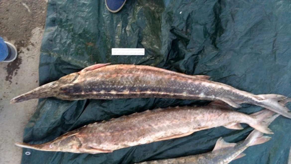 Поймали за хвост: в Оренбурге пресечена контрабанда рыбы осетровых пород   