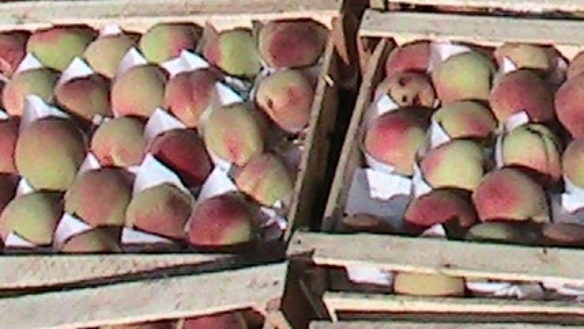 Россельхознадзор вернул в Казахстан 5 грузовиков с фруктами