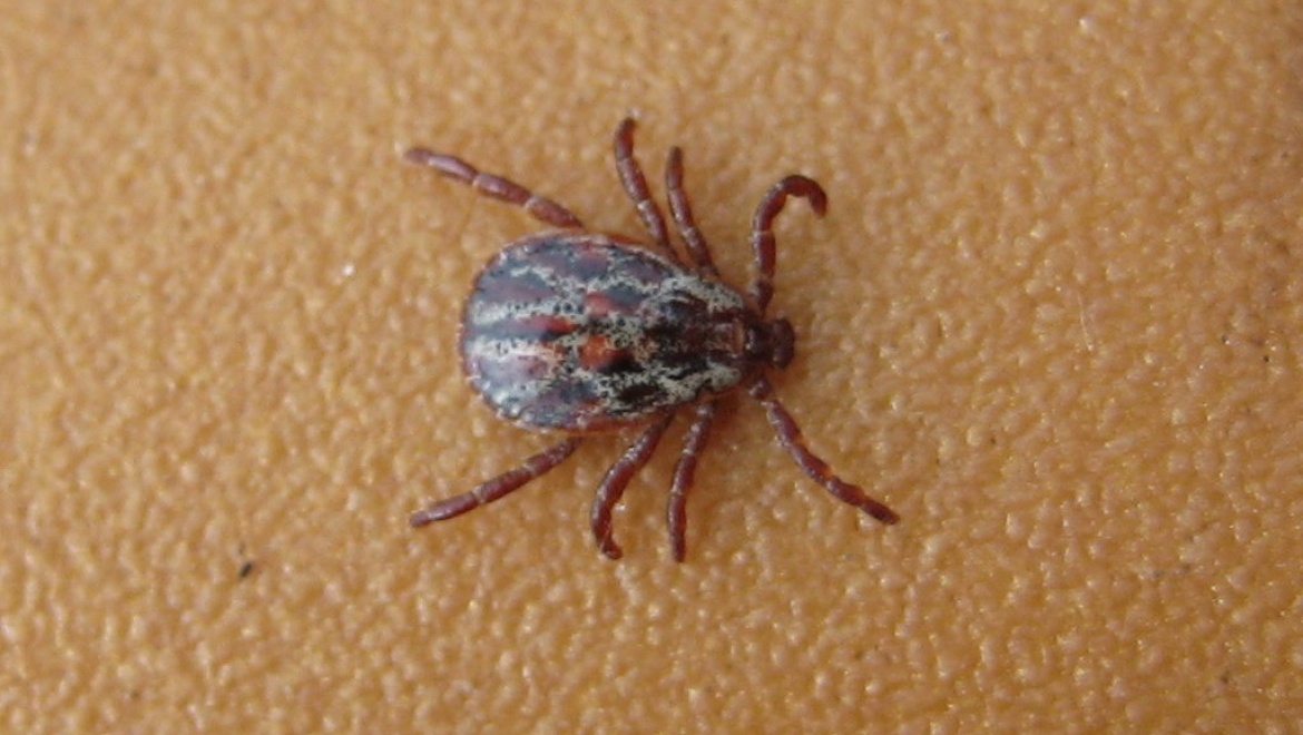 Около 3,5 тысяч оренбуржцев стали жертвами укусов клещей