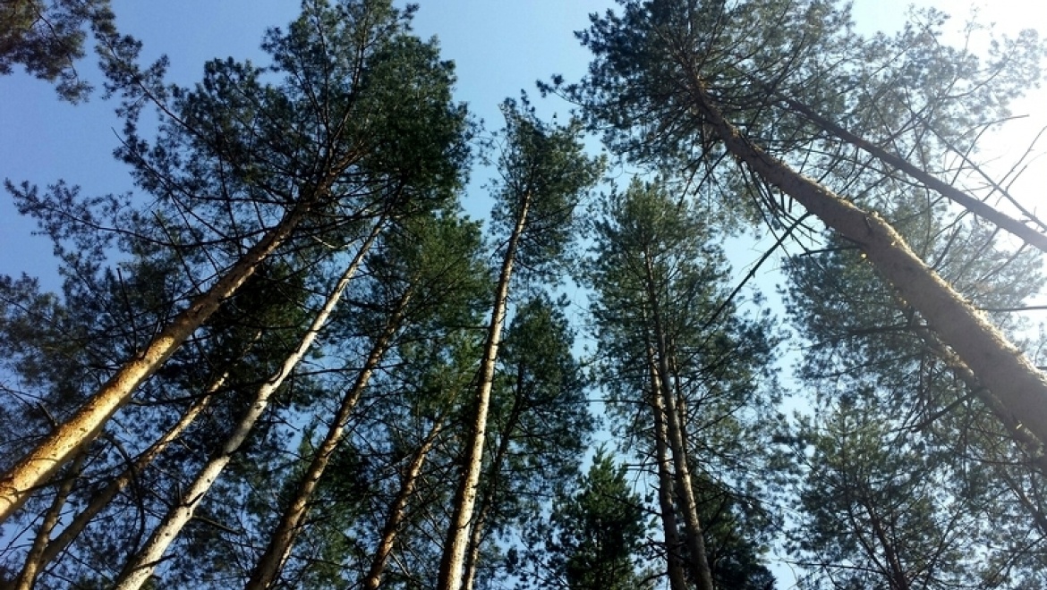 В Казани определят лучшего лесного пожарного Татарстана