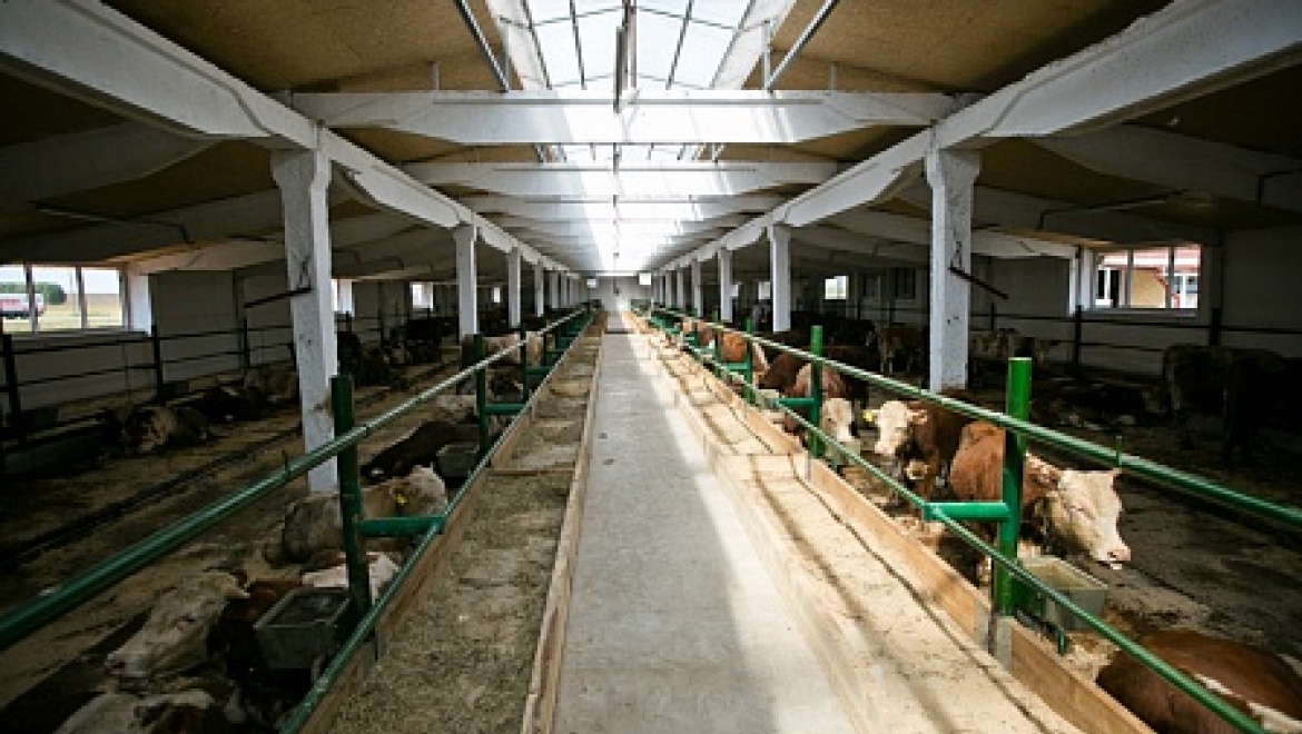 В Оренбуржье открылась откормочная площадка Владимира Суздалева