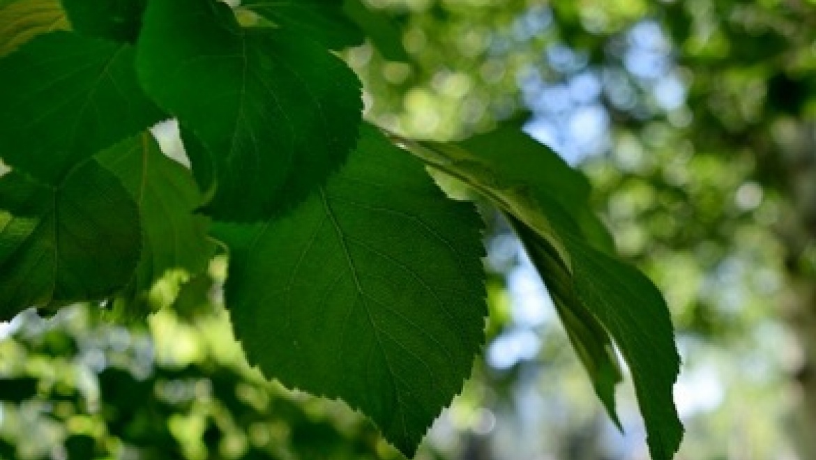 Обновленный парк Крылья Советов ждет гостей на праздник ко дню рождения Казани