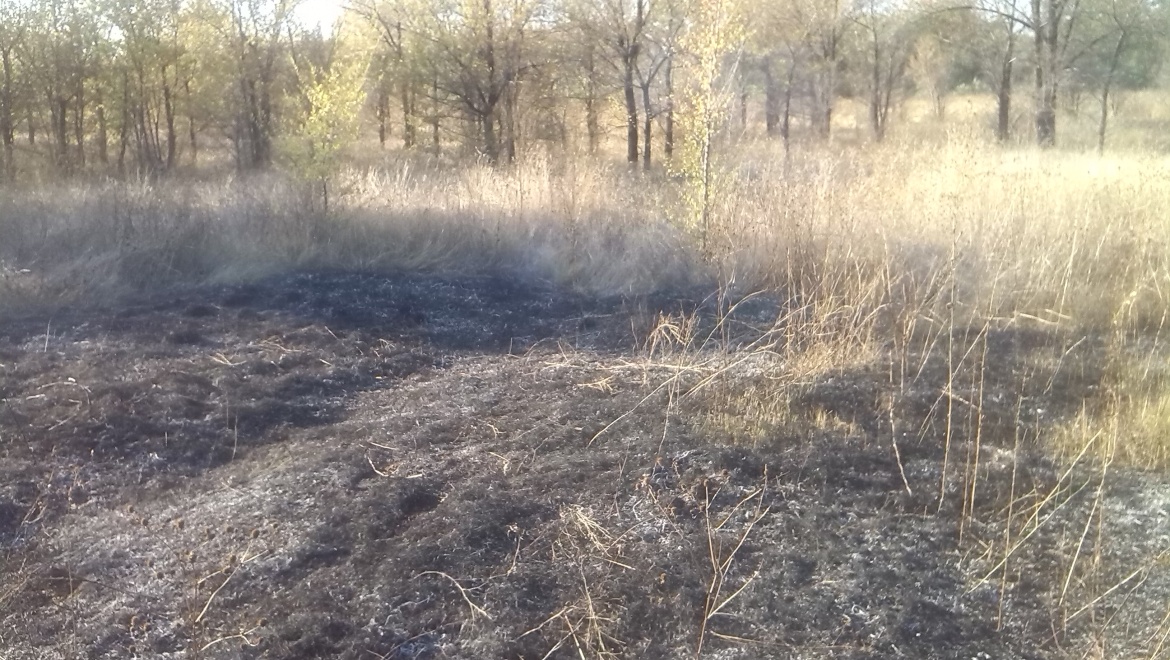 Площадь возгорания сухой травы в п. Весеснний составила 800 кв.м