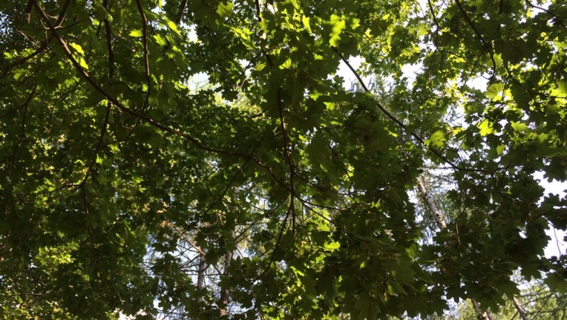 В Казани отметят день рождения Л.Н.Толстого