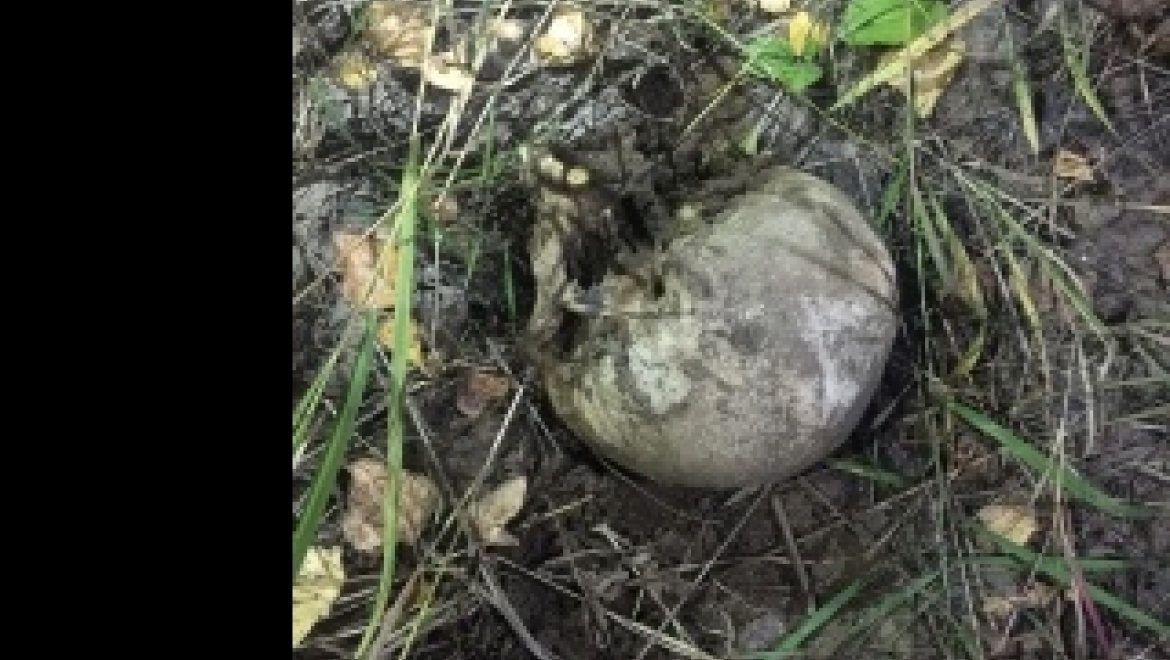 В районе Загородного шоссе найден человеческий череп