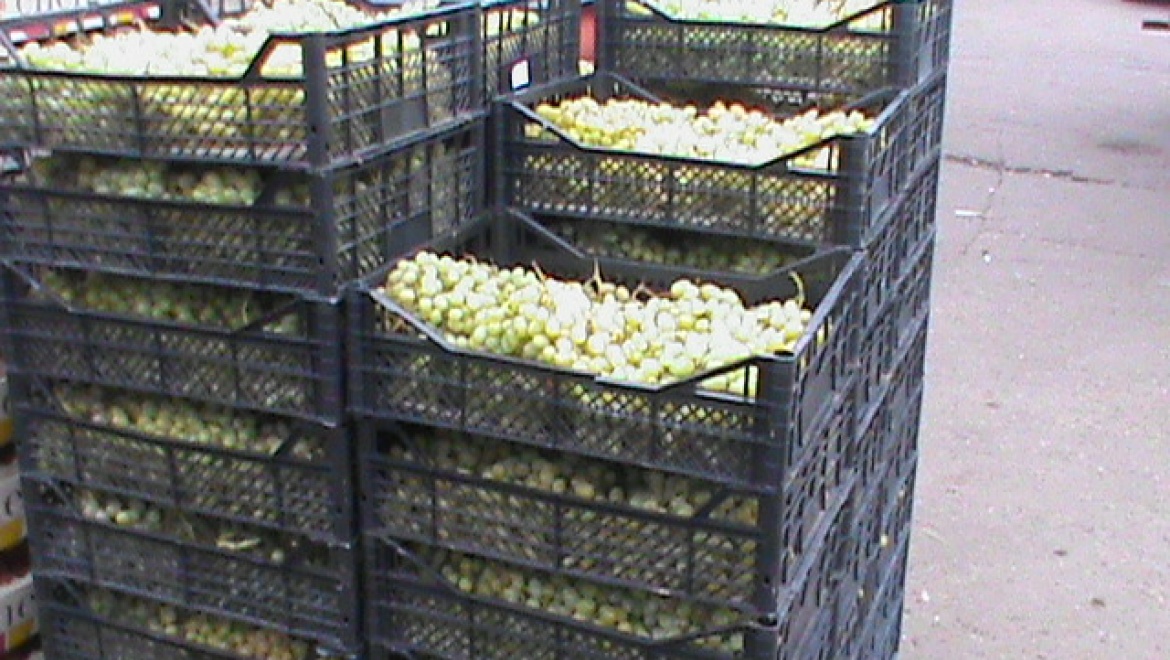 Под Оренбургом уничтожено полтонны турецкого винограда