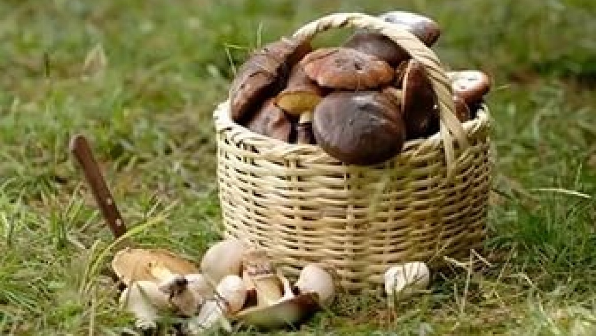 В Оренбургской области 6 человек отравились грибами