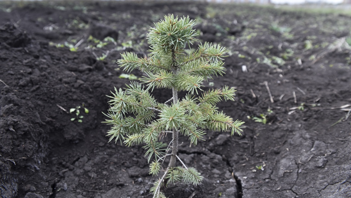 Ботсад ОГУ: растения готовы к зиме