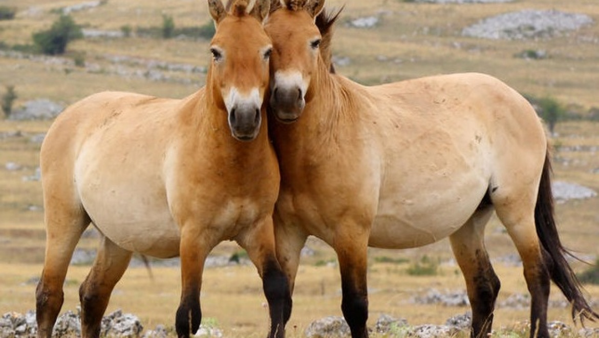 В Москве состоялась премьера фильма о заповеднике «Оренбургский» и лошадях Пржевальского