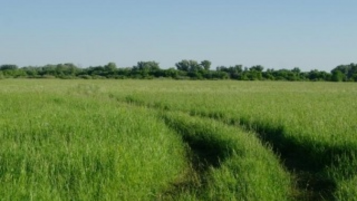 Продолжается изъятие земель лесного фонда из незаконного пользования