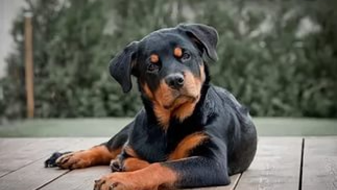 Уволенная сотрудница украла у шефа ротвейлера