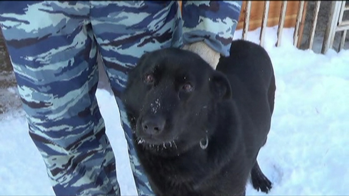 Собака Никка взяла след и нашла грабителя