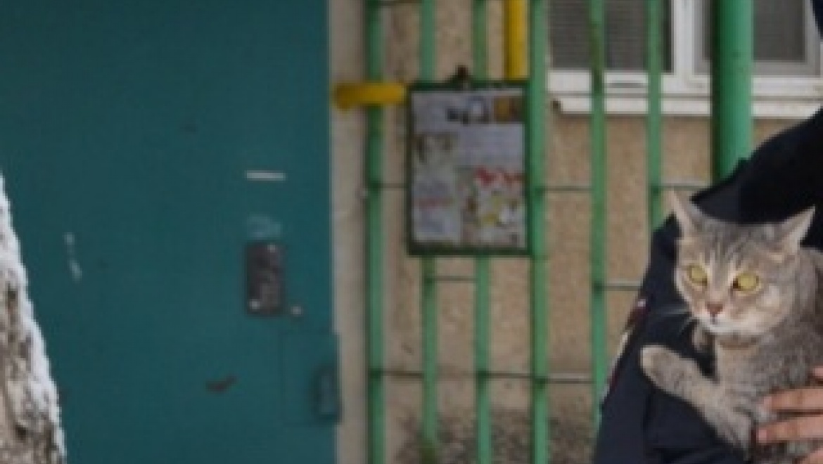 Как полицейский кота спасал