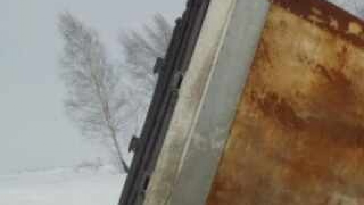 В Оренбургской области спасены 5 тигров редкой породы, попавших в аварию