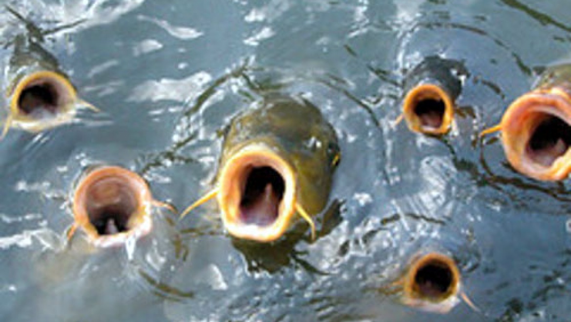 Воздух - рыбам