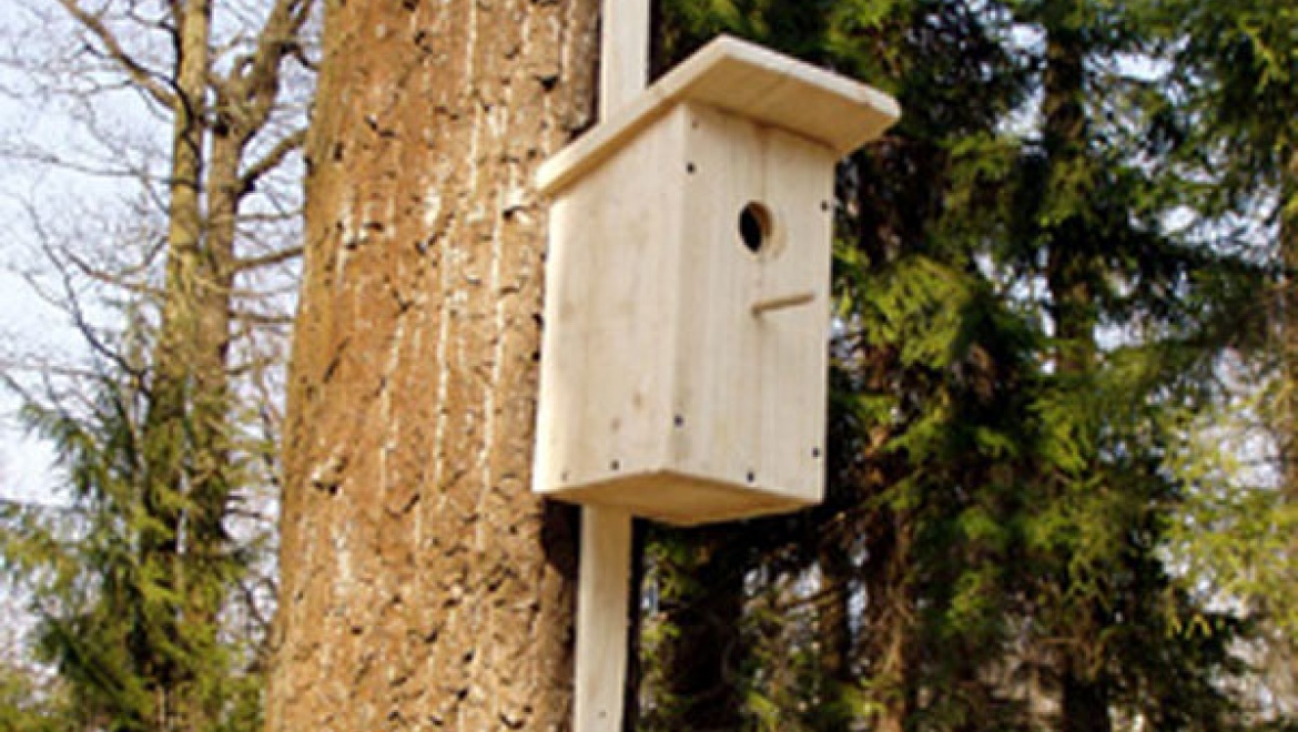 Боксёры Оренбурга примут участие в акции «Домики для пернатых» 