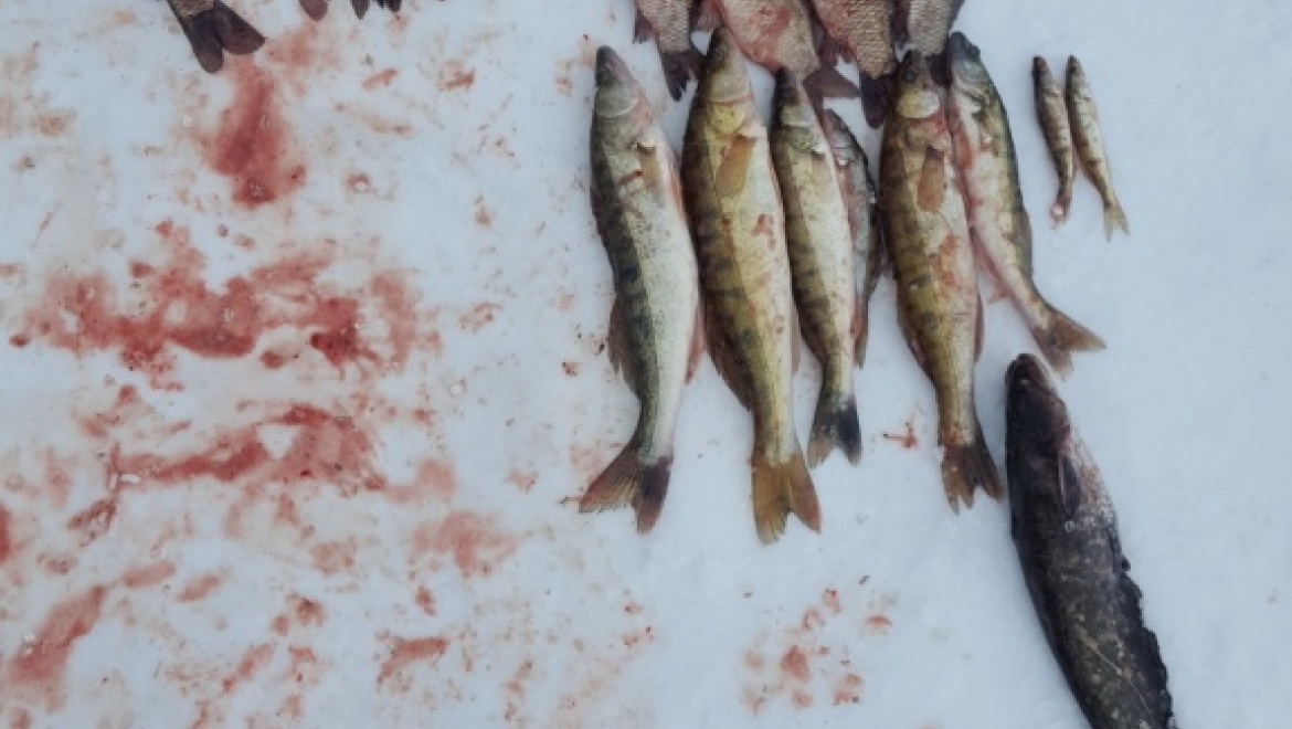 В Кваркено задержали рыбака с незаконным уловом