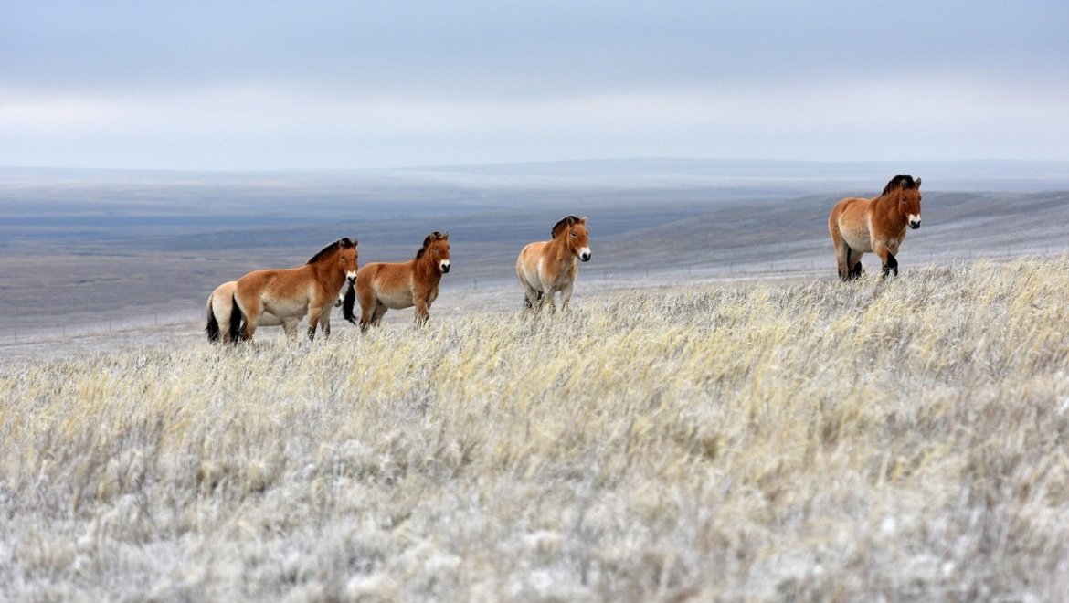 Фильм «Заповедник «Оренбургский» на кинофестивале в Санкт-Петербурге