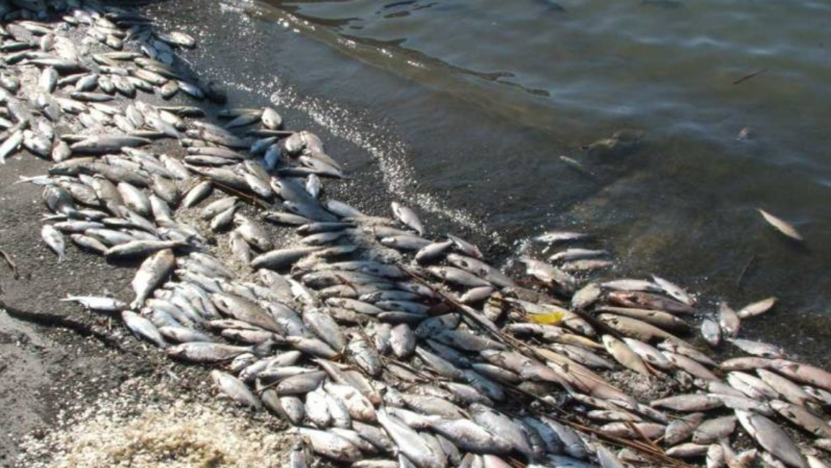 В районе села Никольское зафиксирована массовая гибель рыбы