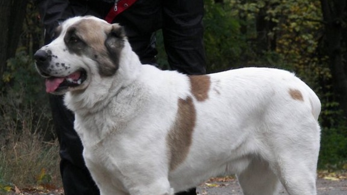 Алабай покусал женщину с двумя детьми