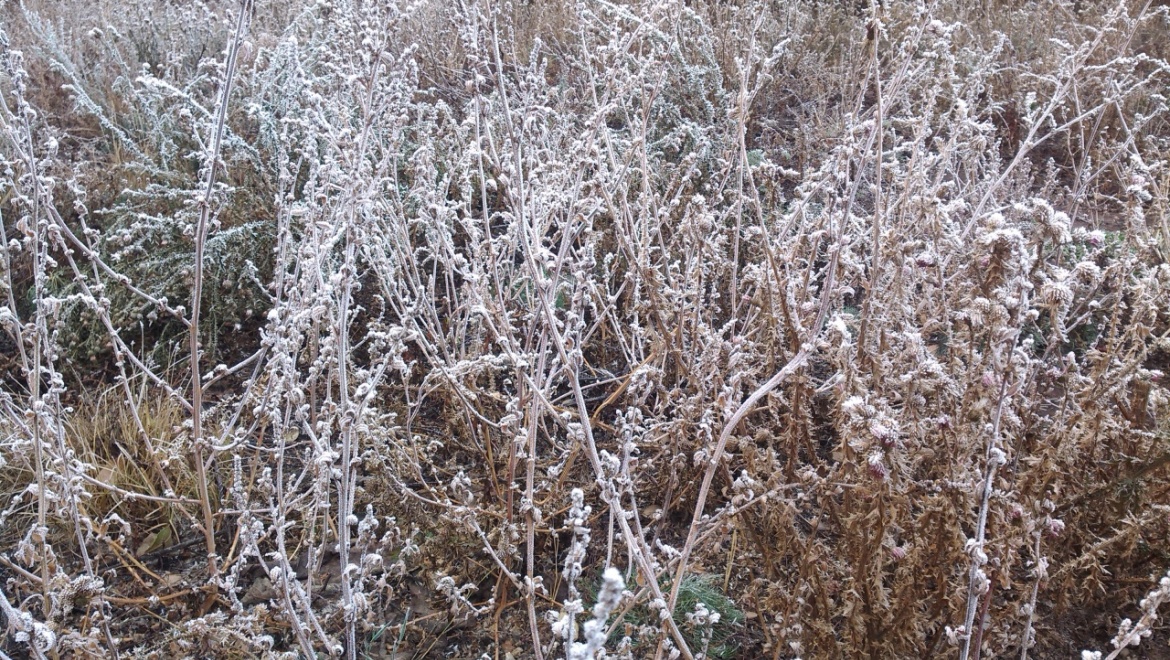 По области ожидаются заморозки