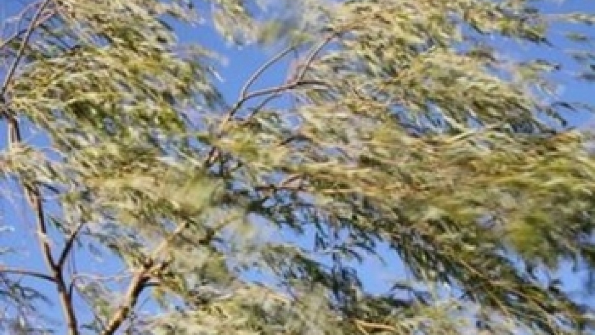 Региональное МЧС предупреждает о сильном ветре