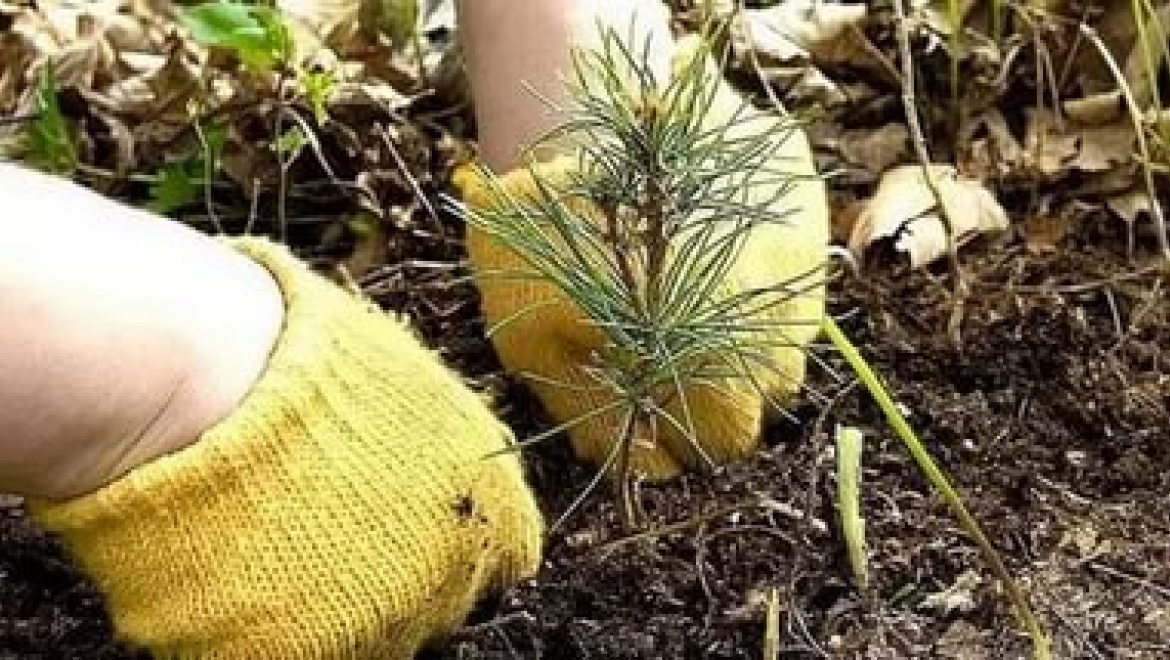 Пенсионер украл 15 саженцев для могилок