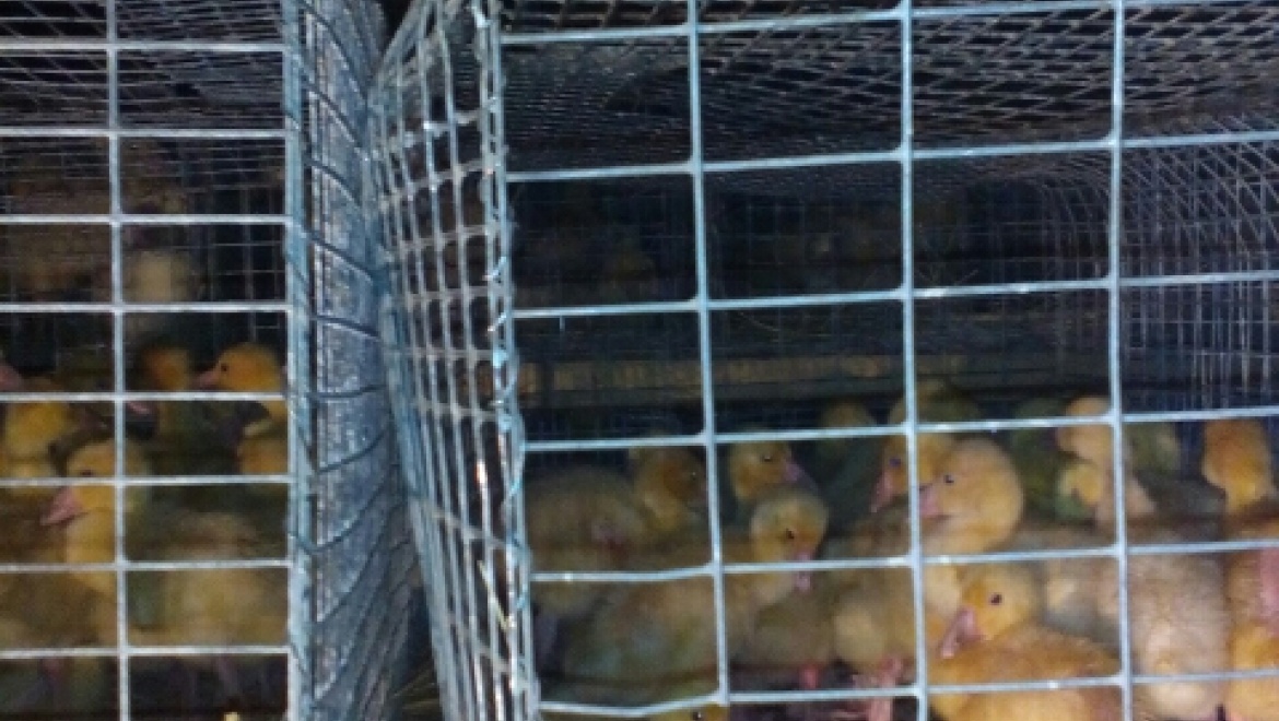 1000 гусят из Чувашии задержали на границе