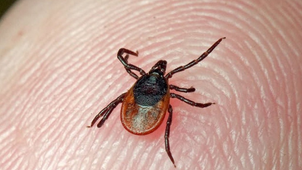 Более 1500 оренбуржцев покусали клещи