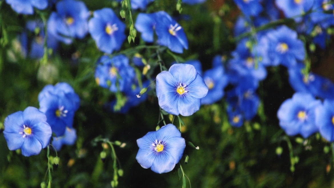 Около Дома ремесел засеют лен