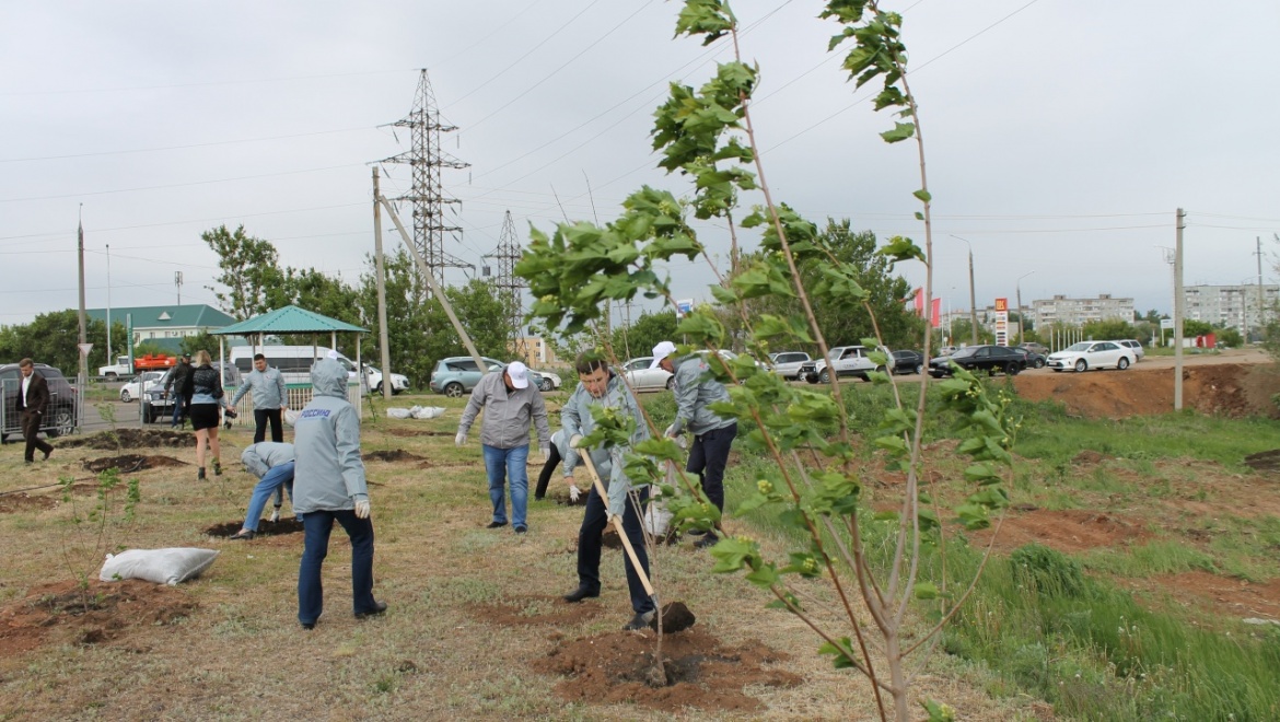 На месте бывшей свалки появилась кленовая аллея