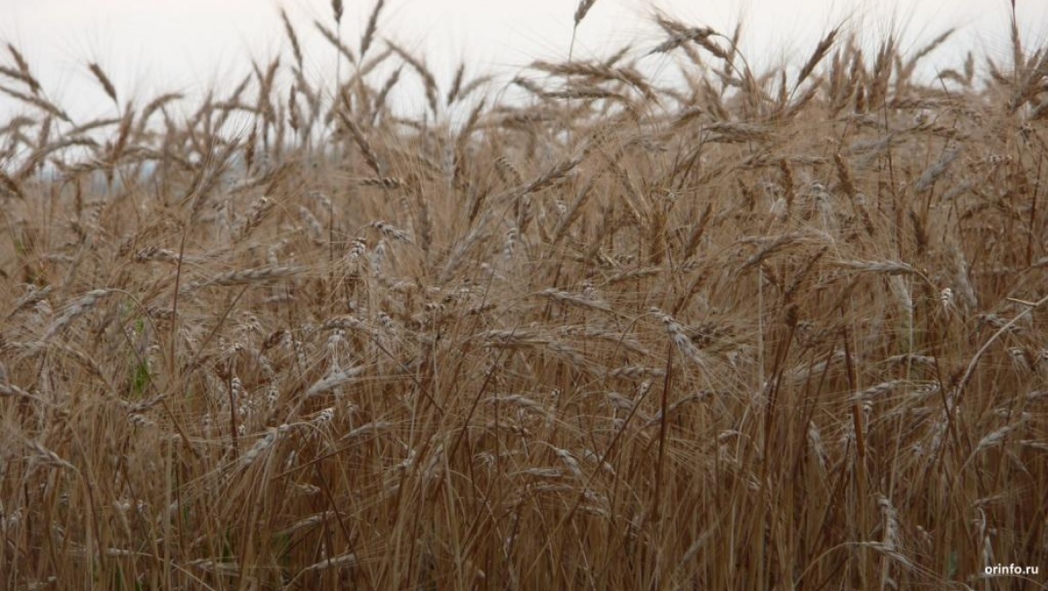 Рекордных урожаев зерновых в этом году ожидать не приходится