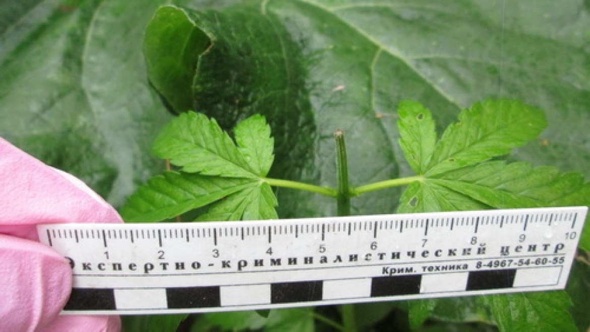 Канабис для себя