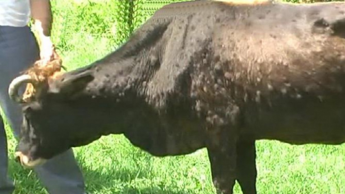 В Оренбургской области зарегистрированы  две вспышки нодулярного дерматита