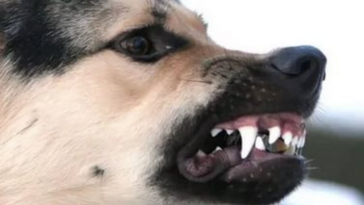 Двухлетнего ребенка покусала собака