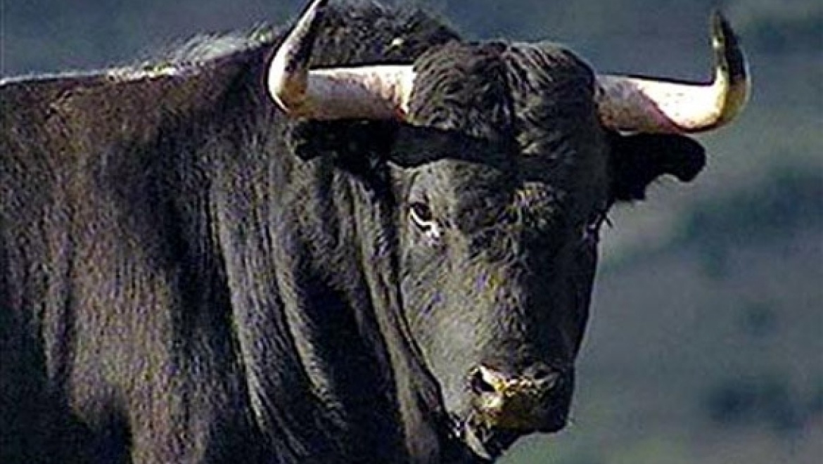 В Ясненском районе бык напал на пастуха
