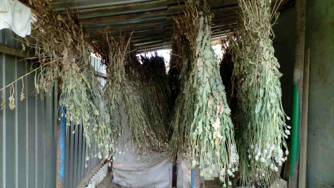 10 кг мака для личного потребления