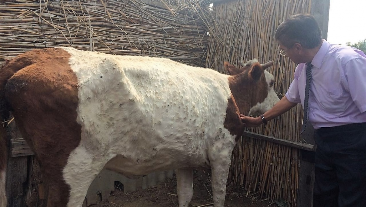 Заболеваемость крупного рогатого скота нодулярным дерматитом пошла на спад