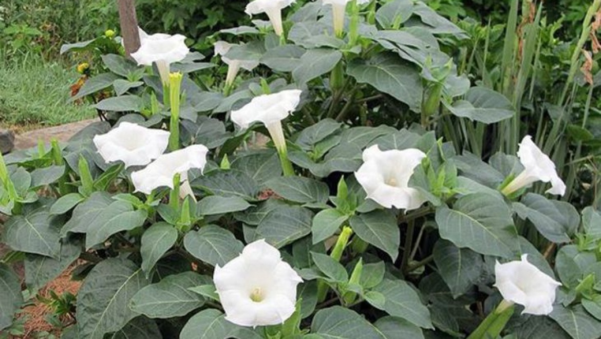 Двое детей отравились дурамном