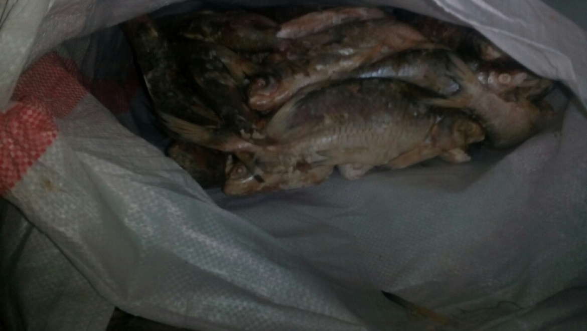 20 тонн рыбы задержано и возвращено в Казахстан