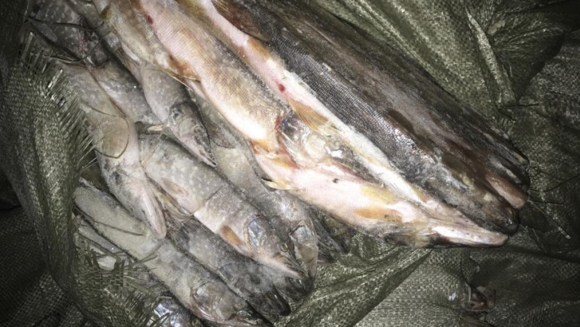 Более 17 тонн речной рыбы возвращено в Казахстан