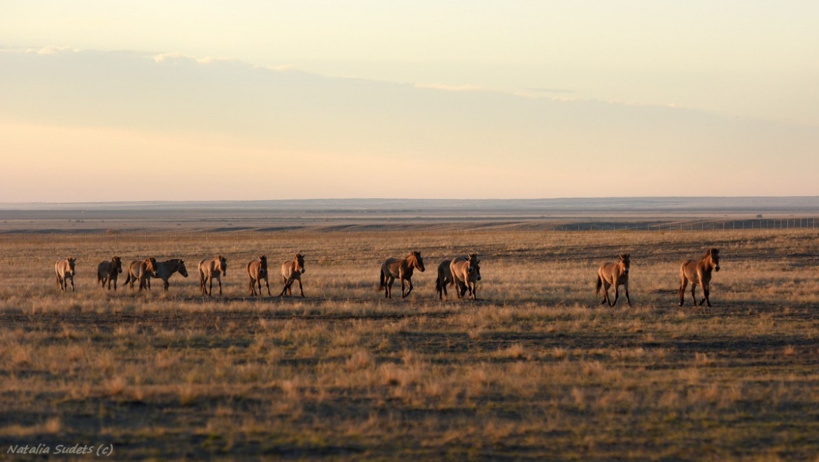 «Заповедники Оренбуржья» вошли в Книгу рекордов России