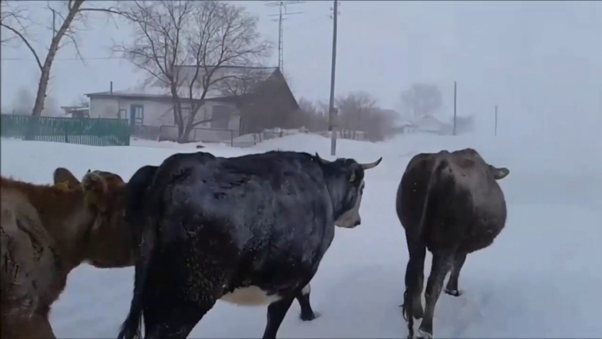 Лидер по развитию животноводства - Александровский район