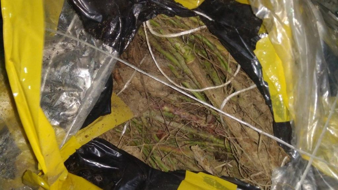 Саженцы роз вернули в Казахстан