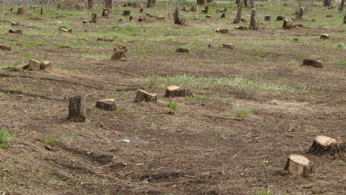 Незаконная вырубка леса