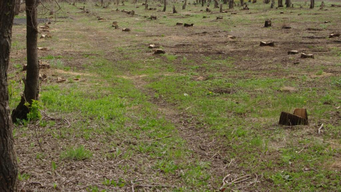 Ущерб от незаконной вырубки составил более 130 тыс. рублей