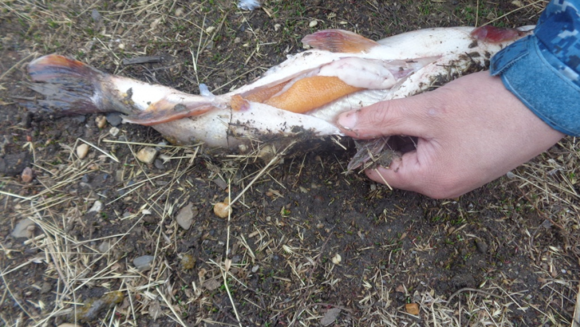 Незаконная ловля рыбы