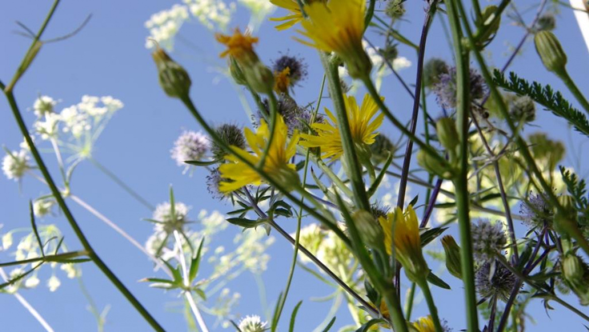 Цветочные мотивы в народном творчестве