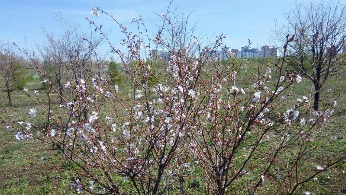 Японская сакура цветет в Оренбурге