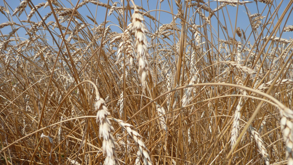 Оренбуржье приступило к уборке зерновых